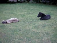 Dartmoor Ponies